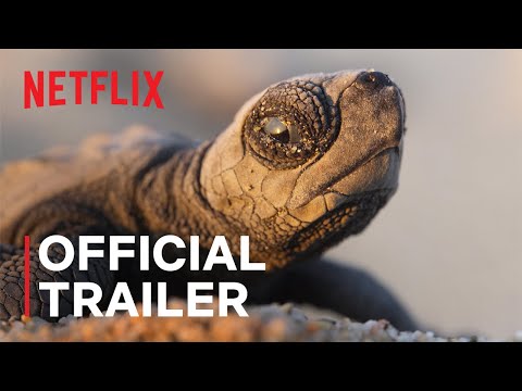 OUR PLANET II | Official Trailer | Netflix