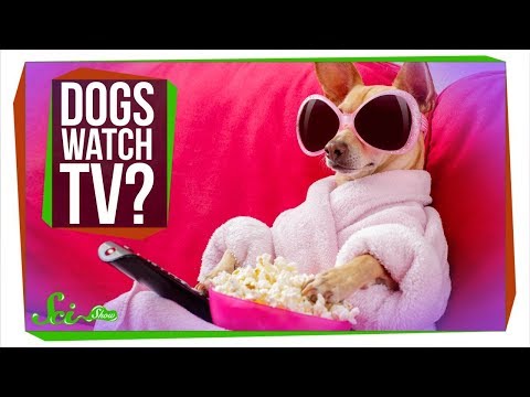 What Do Dogs See When They Watch TV?