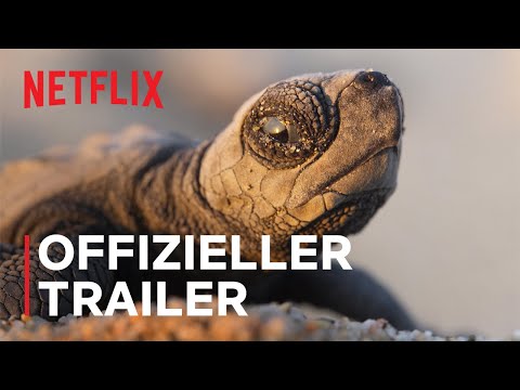 Unser Planet II | Offizieller Trailer | Netflix