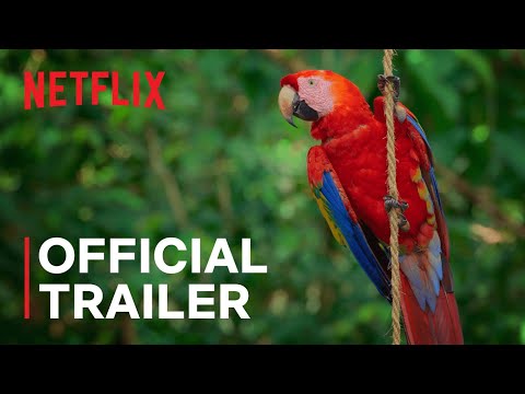 Life in Color with David Attenborough | Official Trailer | Netflix