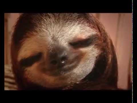 New Animal Planet Meet the Sloths series trailer (2013)