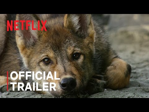 Island of the Sea Wolves | Official Trailer | Netflix