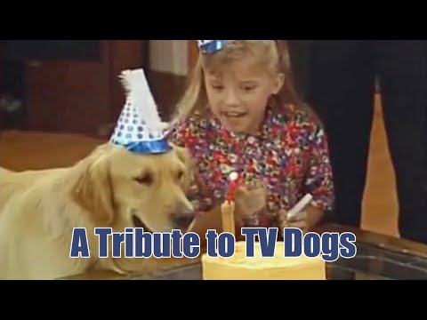 A Tribute to TV Dogs