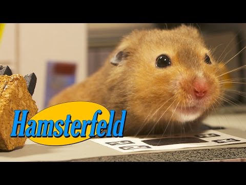 Hamsterfeld - &#039;Seinfeld&#039; with Hamsters