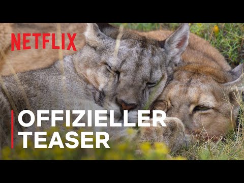 Unser Planet II | Offizieller Teaser | Netflix