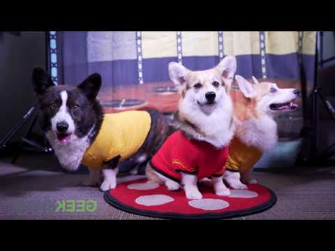 Star Trek: Live Long and Paws-per from ThinkGeek