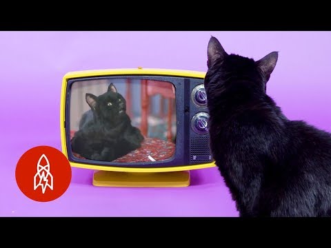 He’s the Voice Behind ‘Sabrina’s’ Salem the Cat