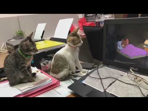 Amazing Video of Two Cats Watching Tom &amp; Jerry