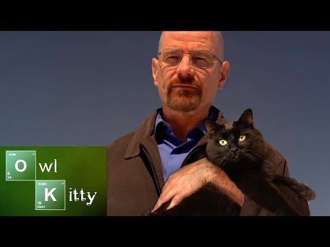 If Walter White had a Cat