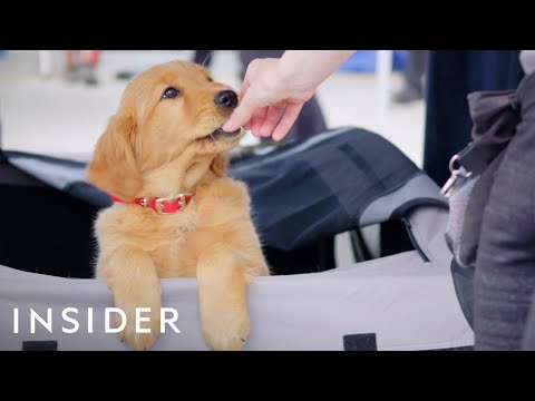 How Dogs Are Trained For TV And Movies | Movies Insider