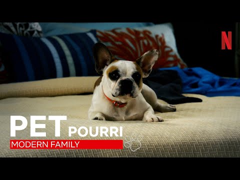 Einfach nur awwwh: Best of Bulldogge Stella aus Modern Family | Netflix