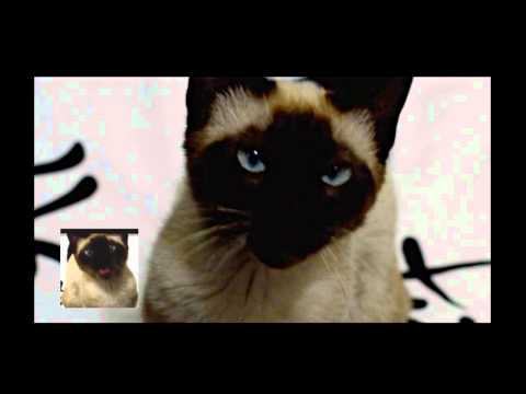 Game of Thrones opening sung by a cat [ORIGINAL UPLOAD]