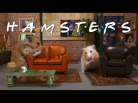 &quot;Central Fluff: &#039;Friends&#039; Remade With Hamsters&quot;
