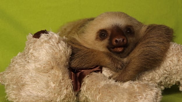 Meet the Sloths