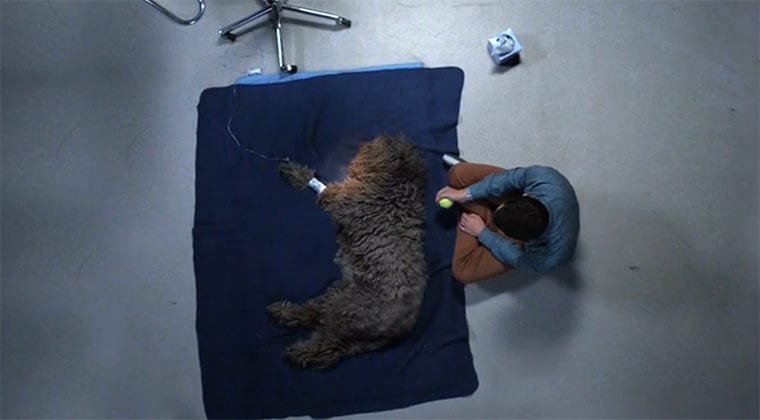 Wilfred_S04E09_Screen_02