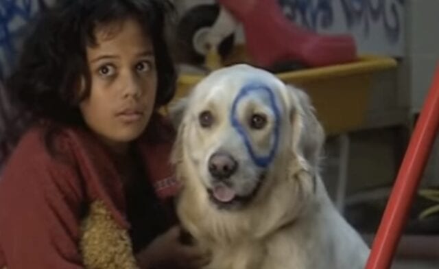 TheTribe_Dog-640x392-1