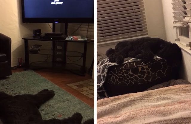 dog-tv-bed