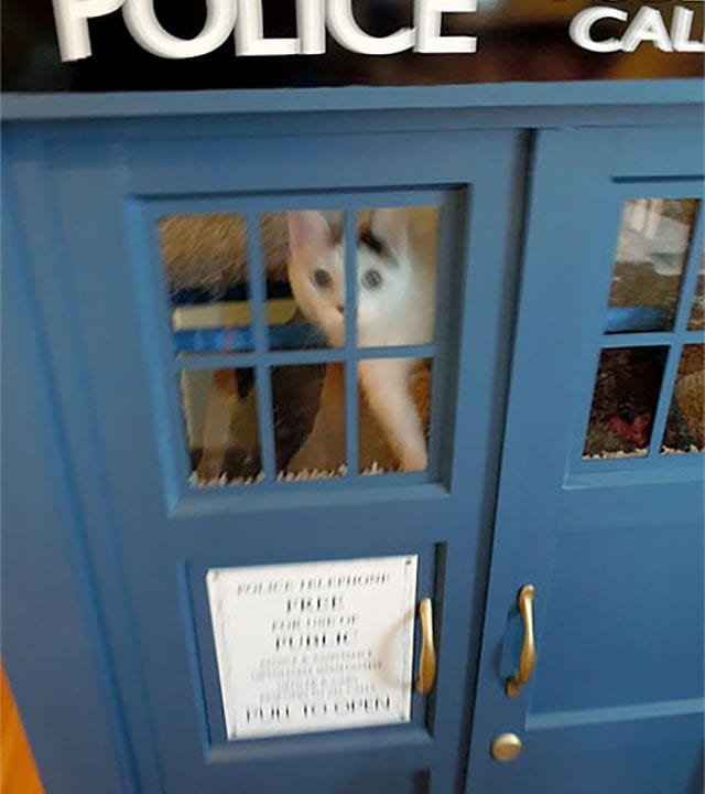 Tardis Katzenkratzbaum