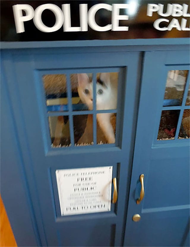 cat-tardis_01