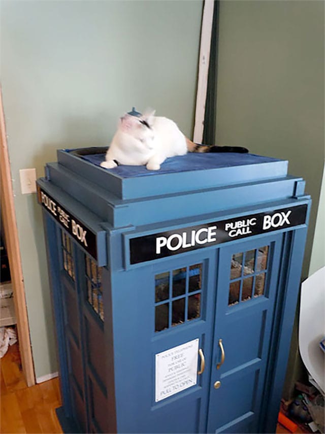 cat-tardis_04