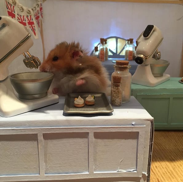 HamsterBakeOff03