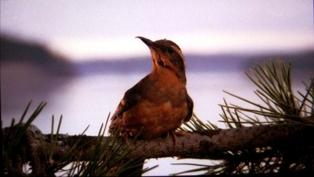 Twin-Peaks-bird