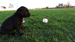 football_puppies