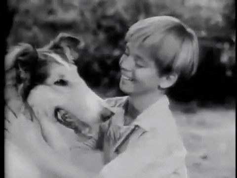 lassie_hug