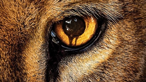 Zoo-CBS-Titelbild