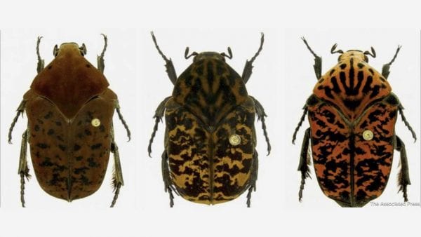 3 neue Käferarten wurden nach „Game of Thrones“-Figuren benannt