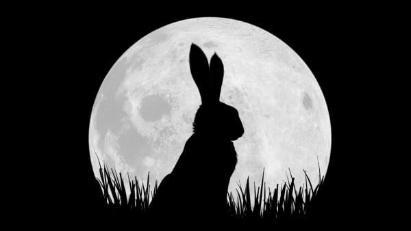 netflix-rabbit