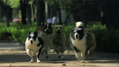 Dogs_Netflix