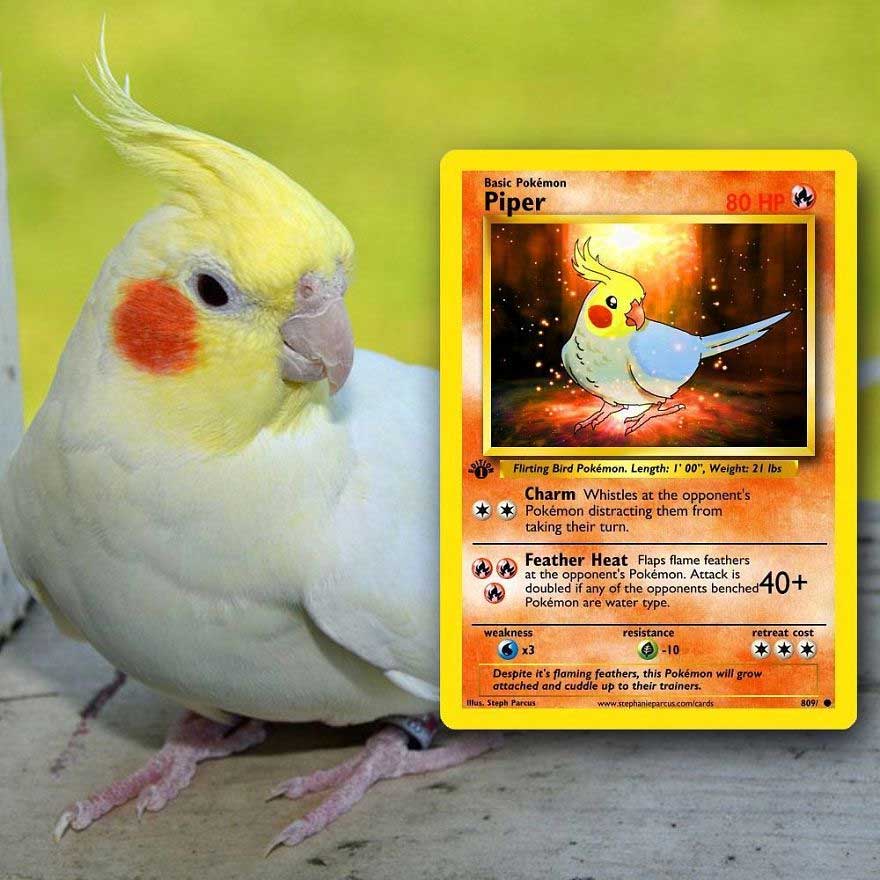 haustiere-als-pokemonkarten_07