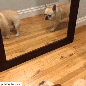 Pup-on-repeat