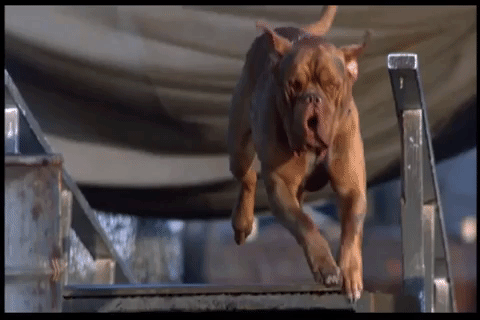 Turner-and-Hooch