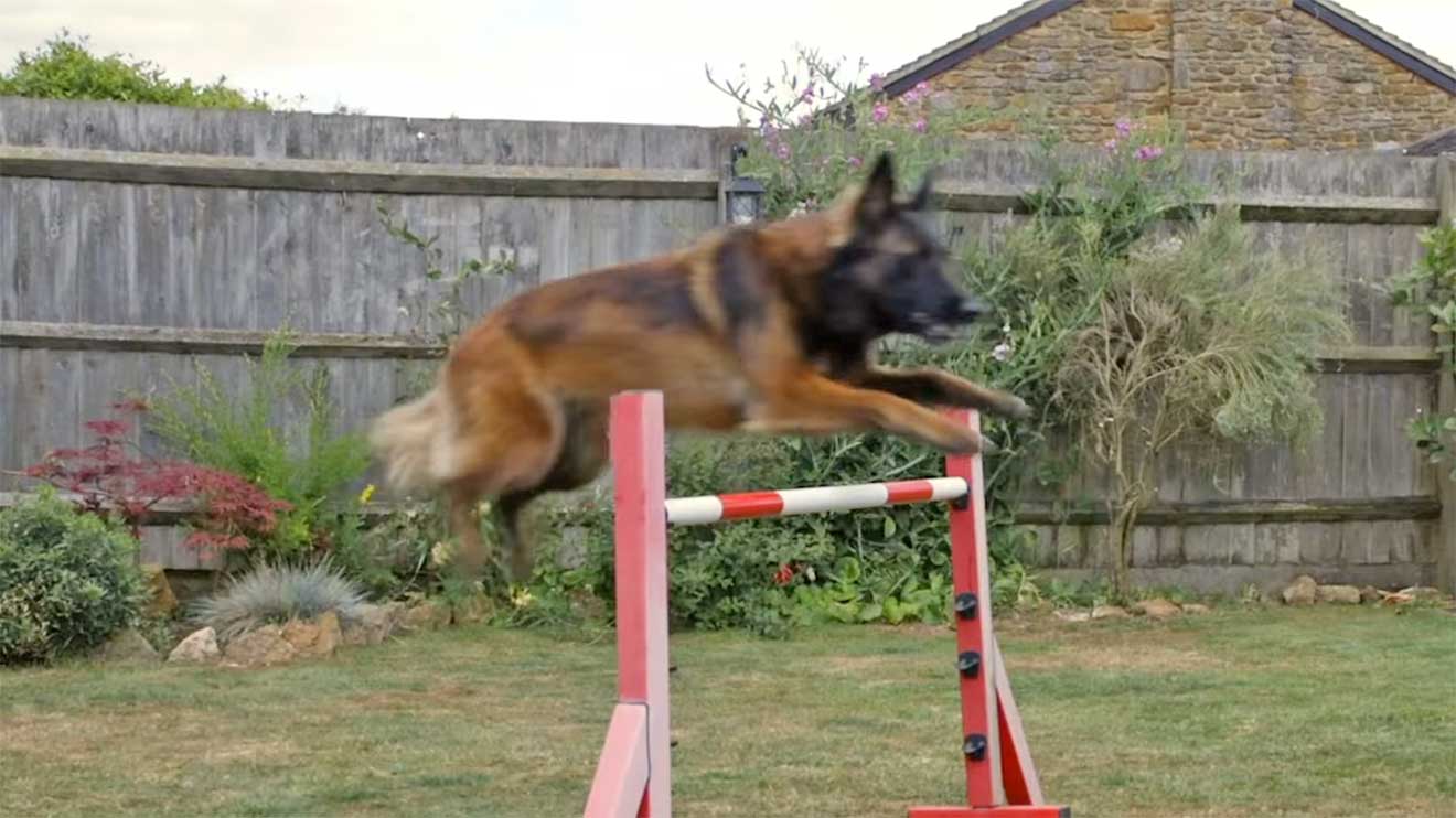 Wie Stunthunde für Rollen in Film & Fernsehen trainiert werden