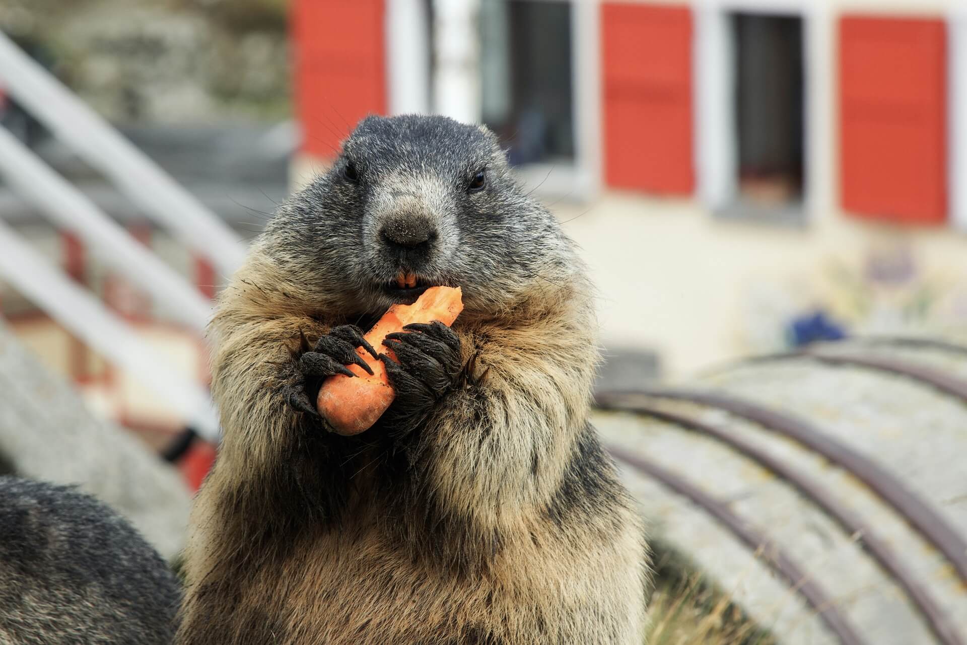 marmot-7441231_1920-1