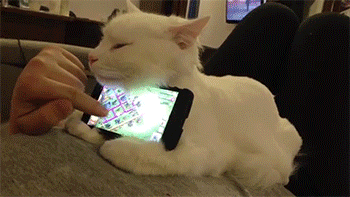 cat-screen