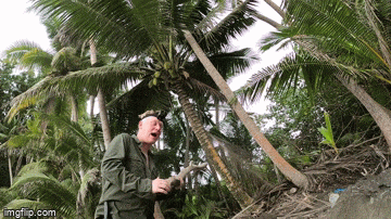 knossi-vs-coconut-v0-i9u0l86b8qz91-1