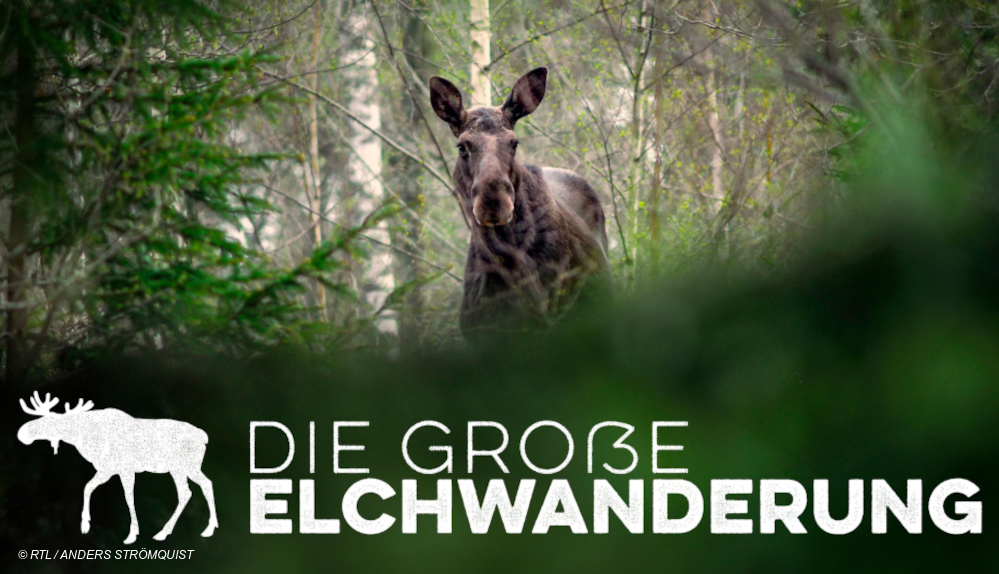 RTL-GEO-Elchwanderung